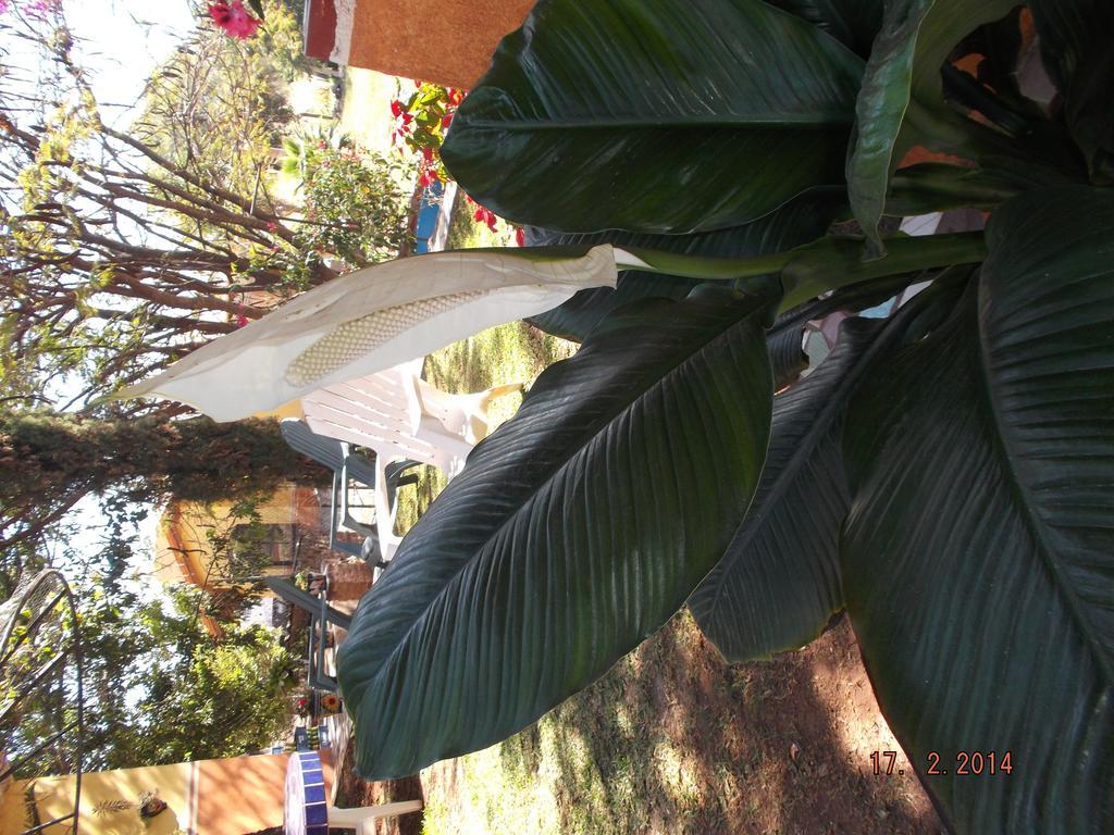 Charlys-Bungalows Hotel Margaritas Room photo